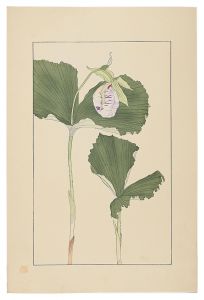 Japanese lady's slipper / Sugiura Hisui