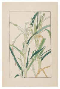 Job's Tears / Sugiura Hisui