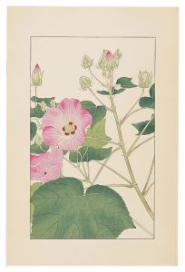 Cotton Rosemallow / Sugiura Hisui