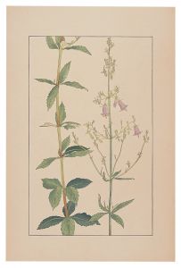 Adenophora verticillata Fisch. / Sugiura Hisui