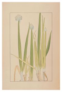 Welsh Onion / Sugiura Hisui