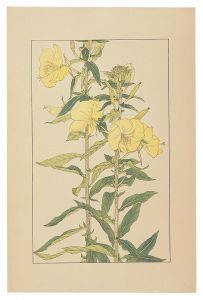 Evening Primrose / Sugiura Hisui