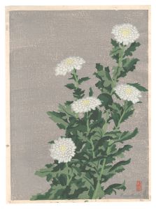 Maeda Masao / White Chrysanthemum