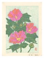 Cotton Rosemallow