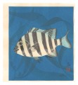 Striped Beakfish (tentative ti......