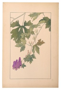 杉浦非水「やまとりかぶと」