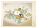 Camellia