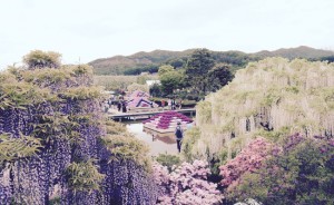 あしかがフラワーパーク